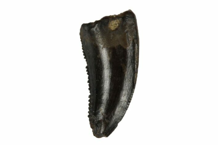 Fossil Raptor (Dromaeosaur) Tooth - Judith River Formation #183595